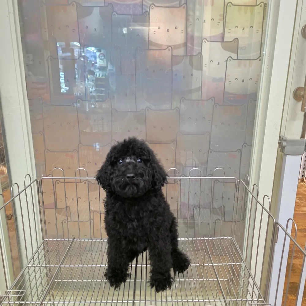 巨型貴賓寶寶 Standard Poodle