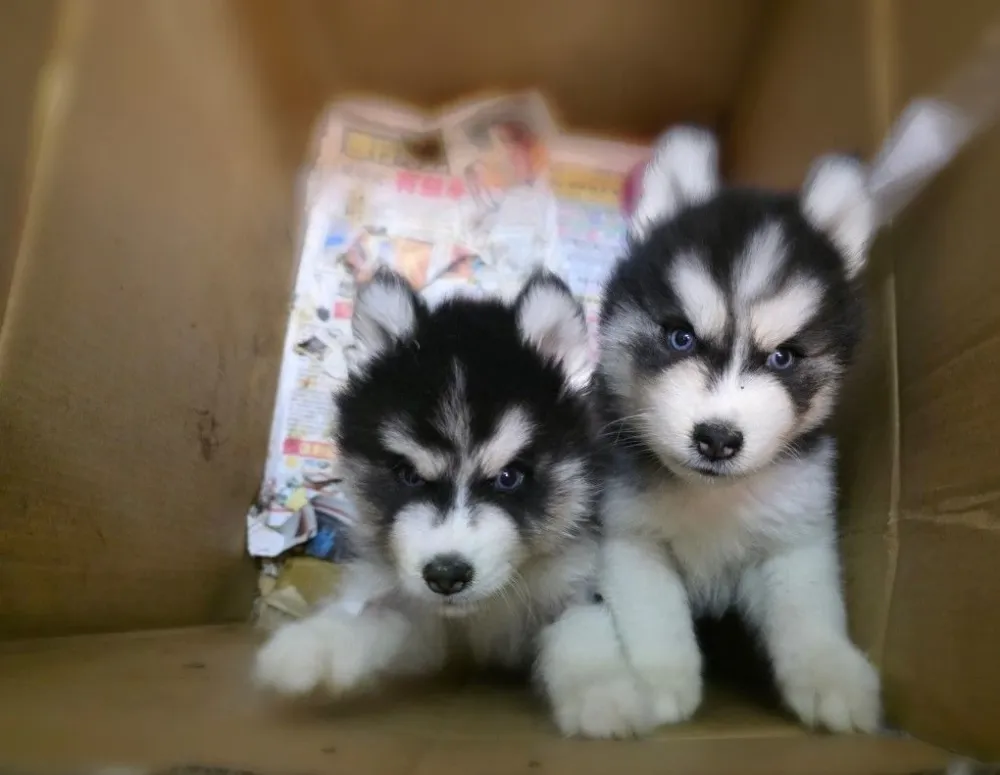 哈士奇寶寶 Siberian Husky