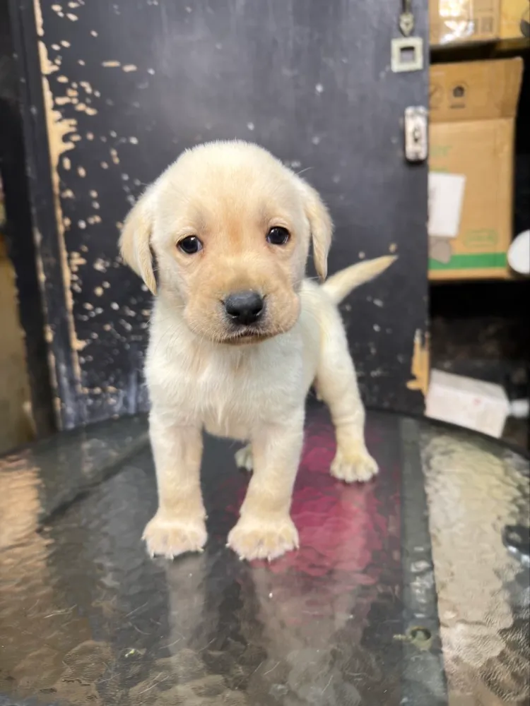 拉布拉多寶寶 Labrador Retriever