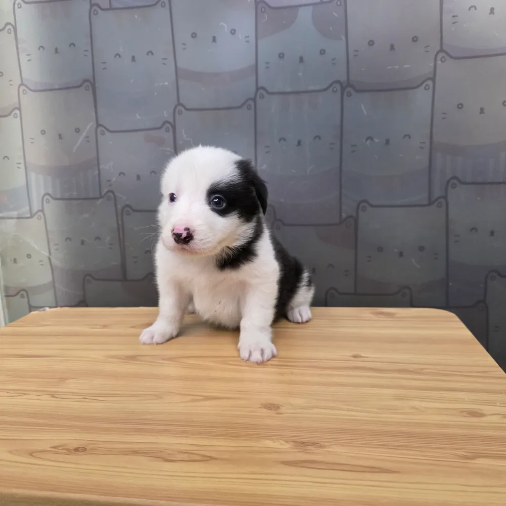 邊境牧羊犬寶寶 Border Collie