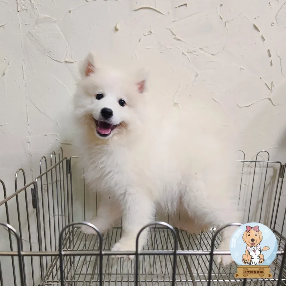 薩摩耶寶寶 Samoyed
