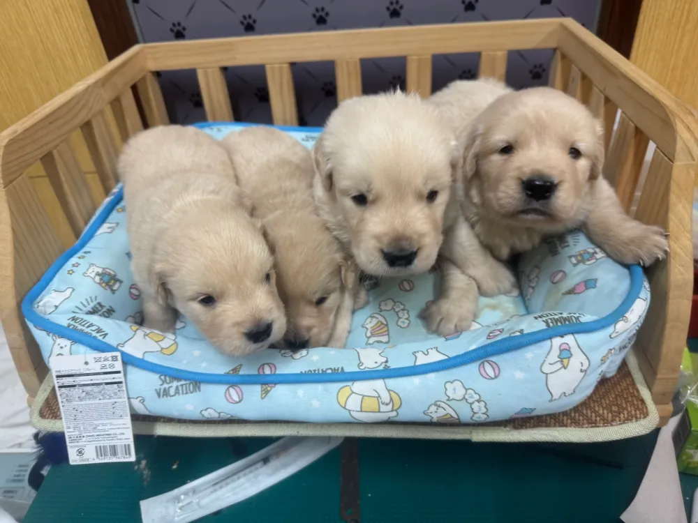 黃金獵犬寶寶 Golden Retriever