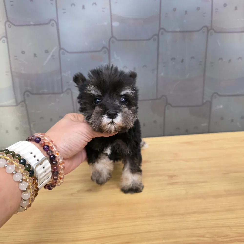 迷你雪納瑞寶寶 Schnauzer