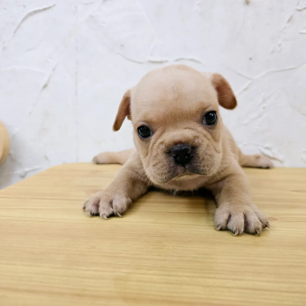 法國鬥牛犬寶寶 French Bulldog