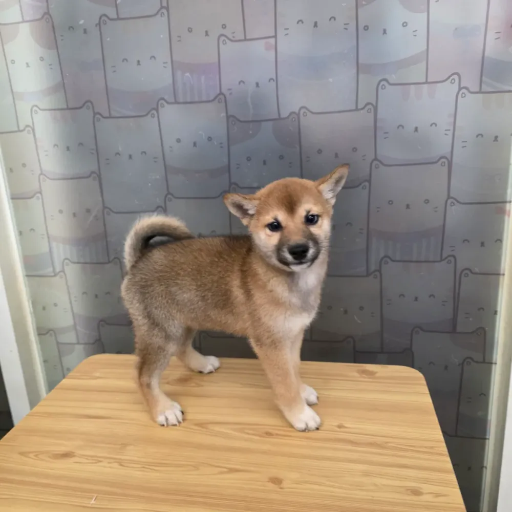 日系柴犬寶寶 Shiba Inu