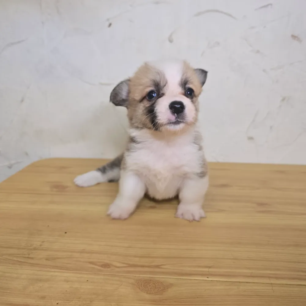 柯基犬寶寶 Corgi