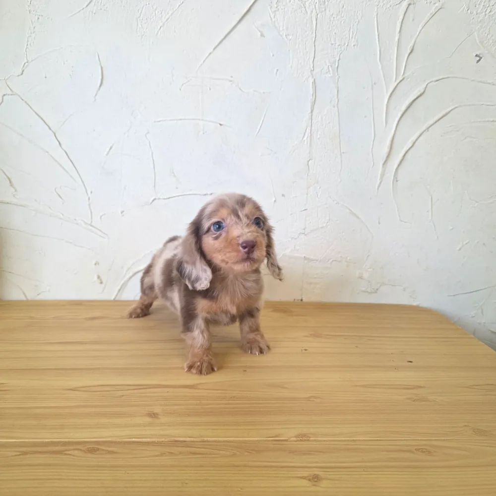 長毛臘腸寶寶 Long-haired Dachshund