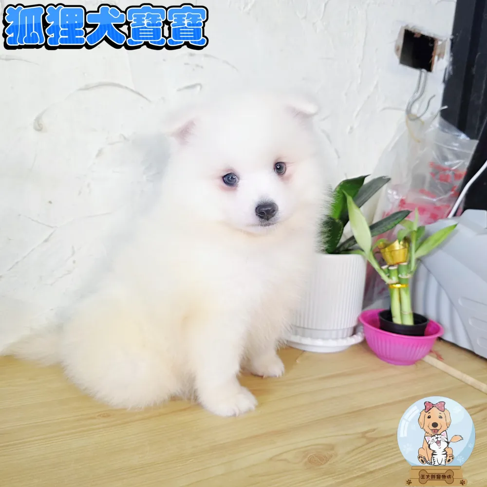 狐狸犬寶寶 Spitz
