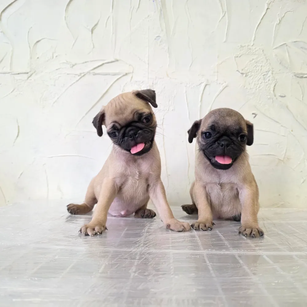 巴哥犬寶寶 Pug