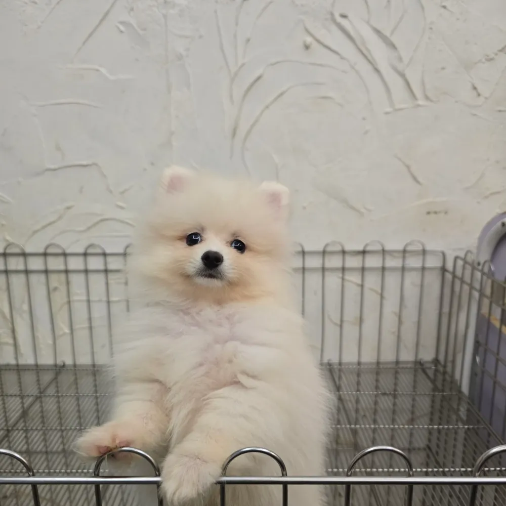 狐狸博美寶寶