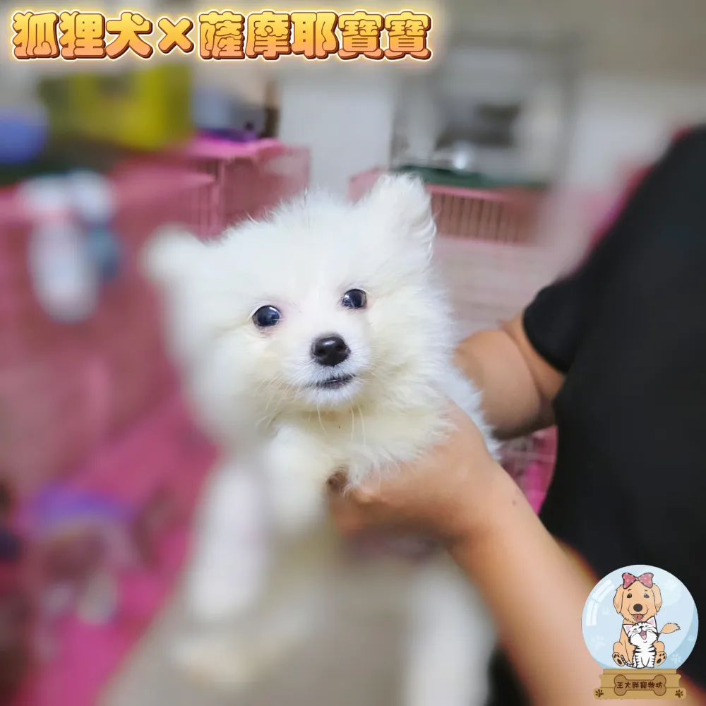 銀狐犬X薩摩耶犬