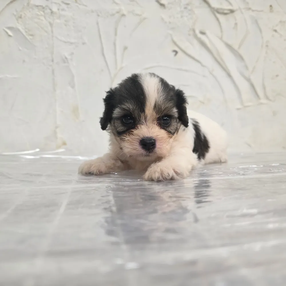 騎士查理王小獵犬混比熊寶寶