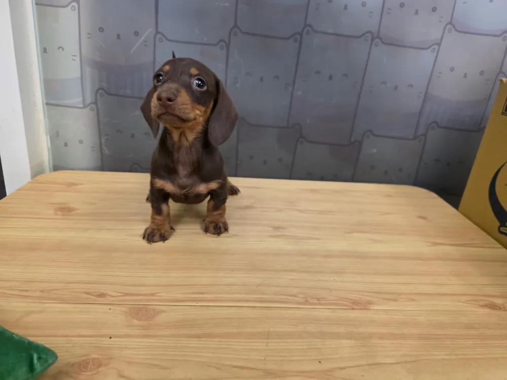 迷你短毛臘腸寶寶 Short-haired Dachshund
