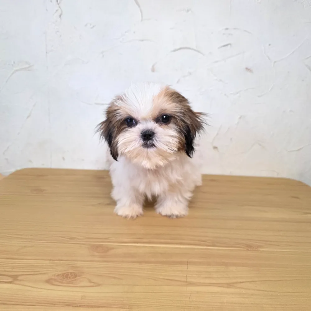 西施犬寶寶 Shih Tzu