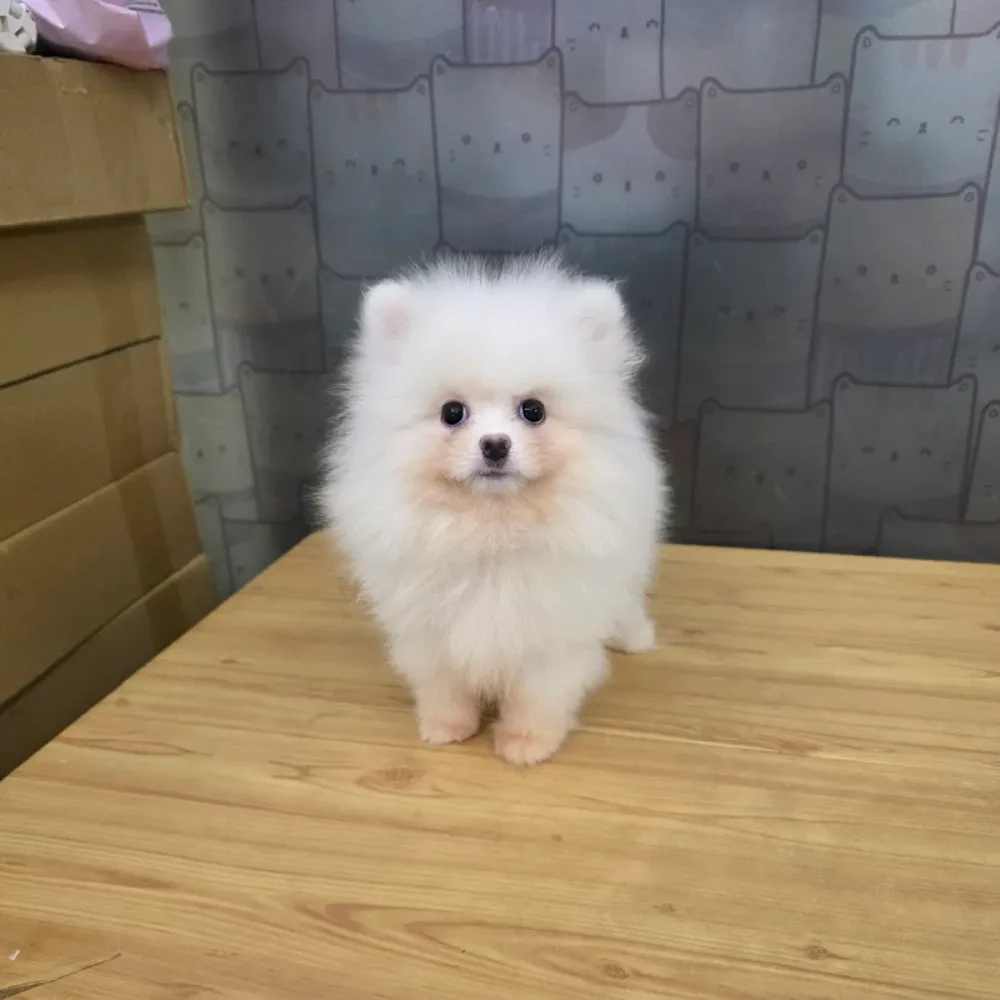 博美寶寶 Pomeranian