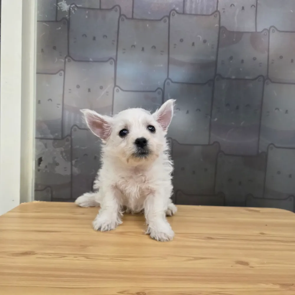 西高地白梗 West Highland White Terrier