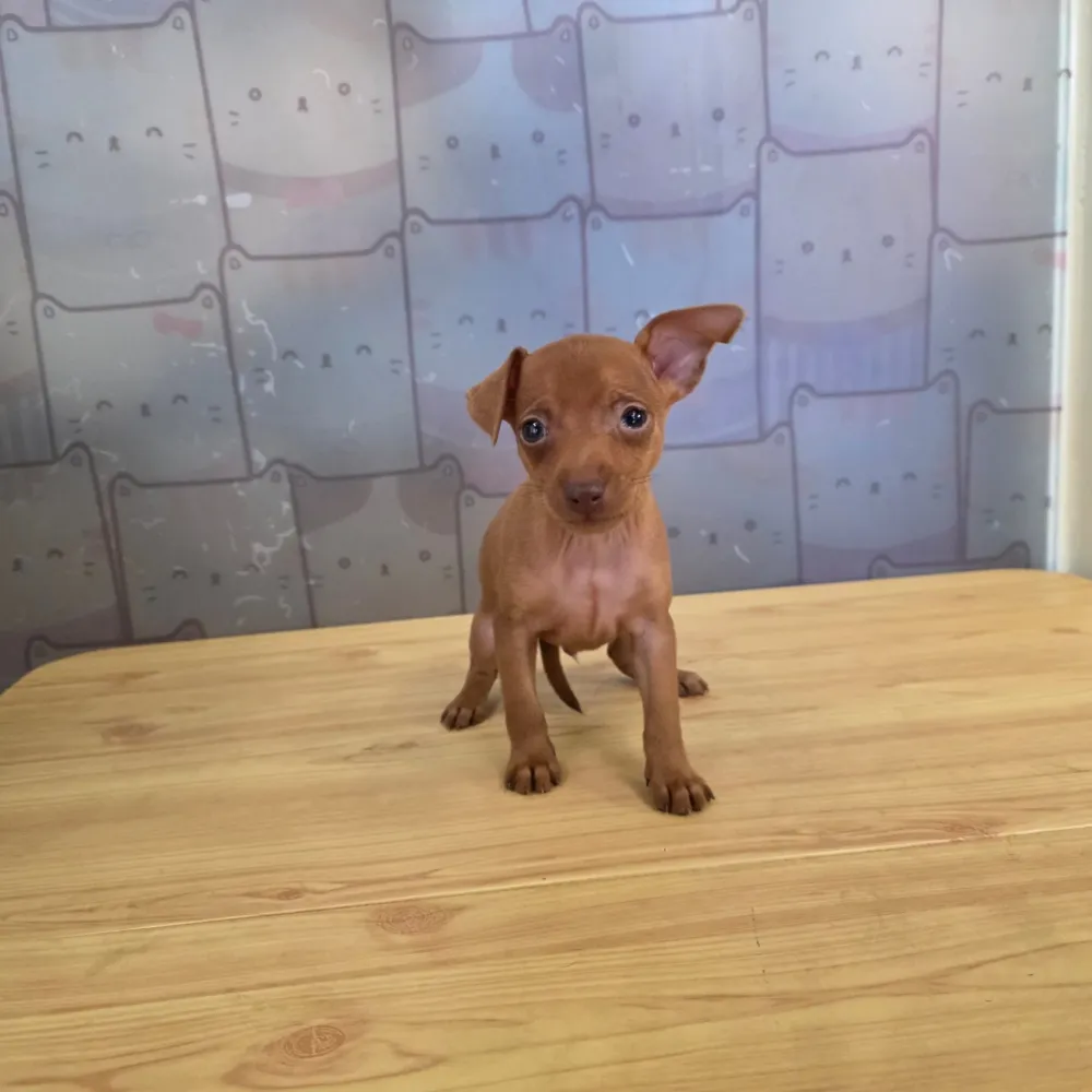 迷你品 小杜賓寶寶 Miniature Pinscher