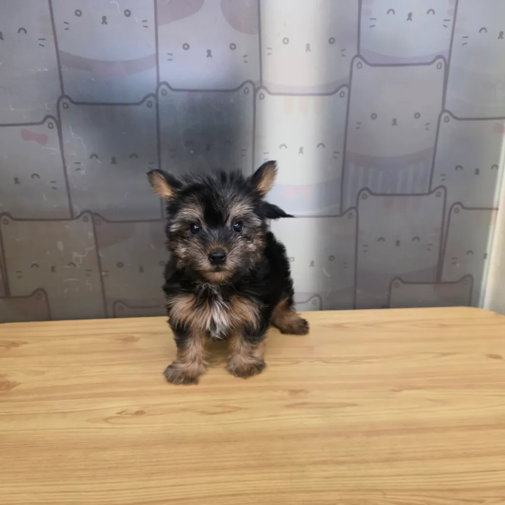 約克夏寶寶 Yorkshire Terrier