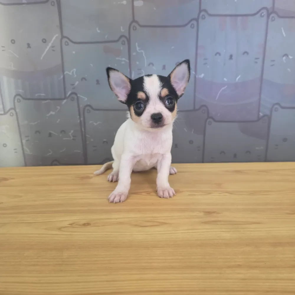 短毛吉娃娃寶寶 Chihuahua