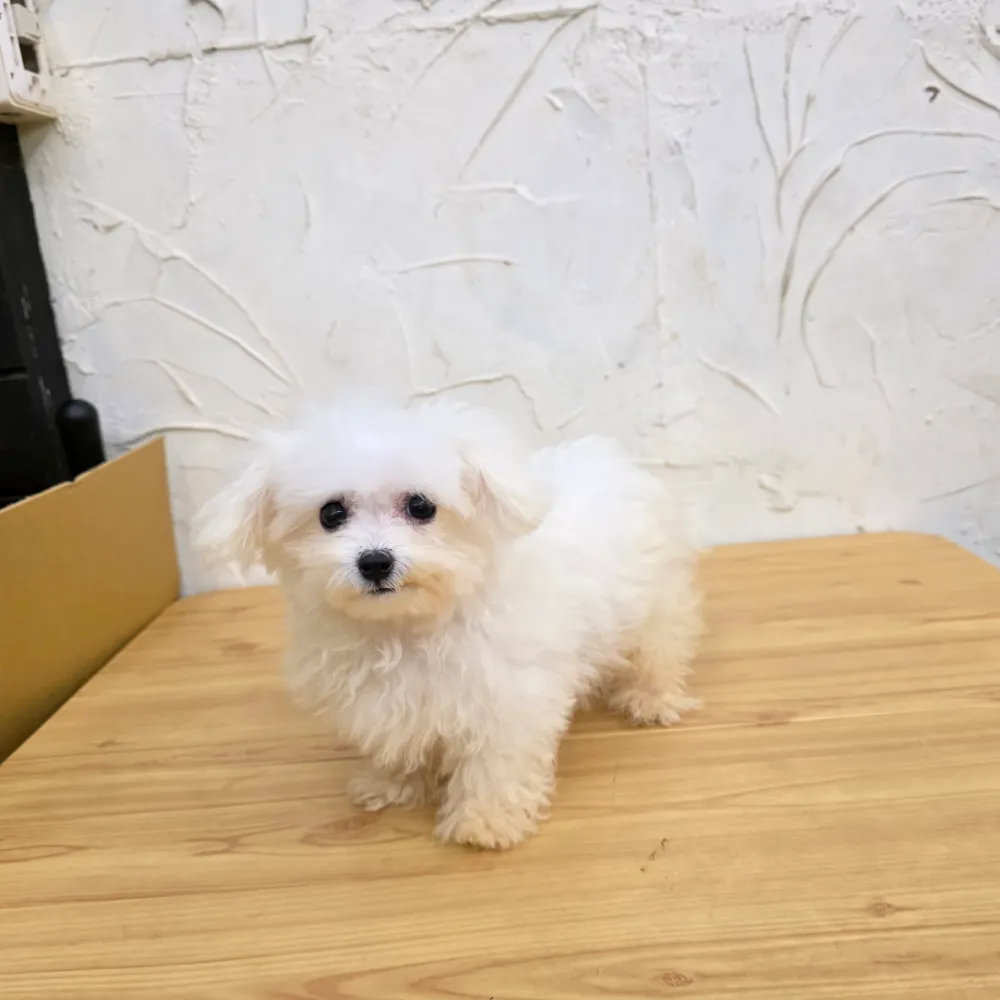 比熊犬寶寶 Bichon Frise