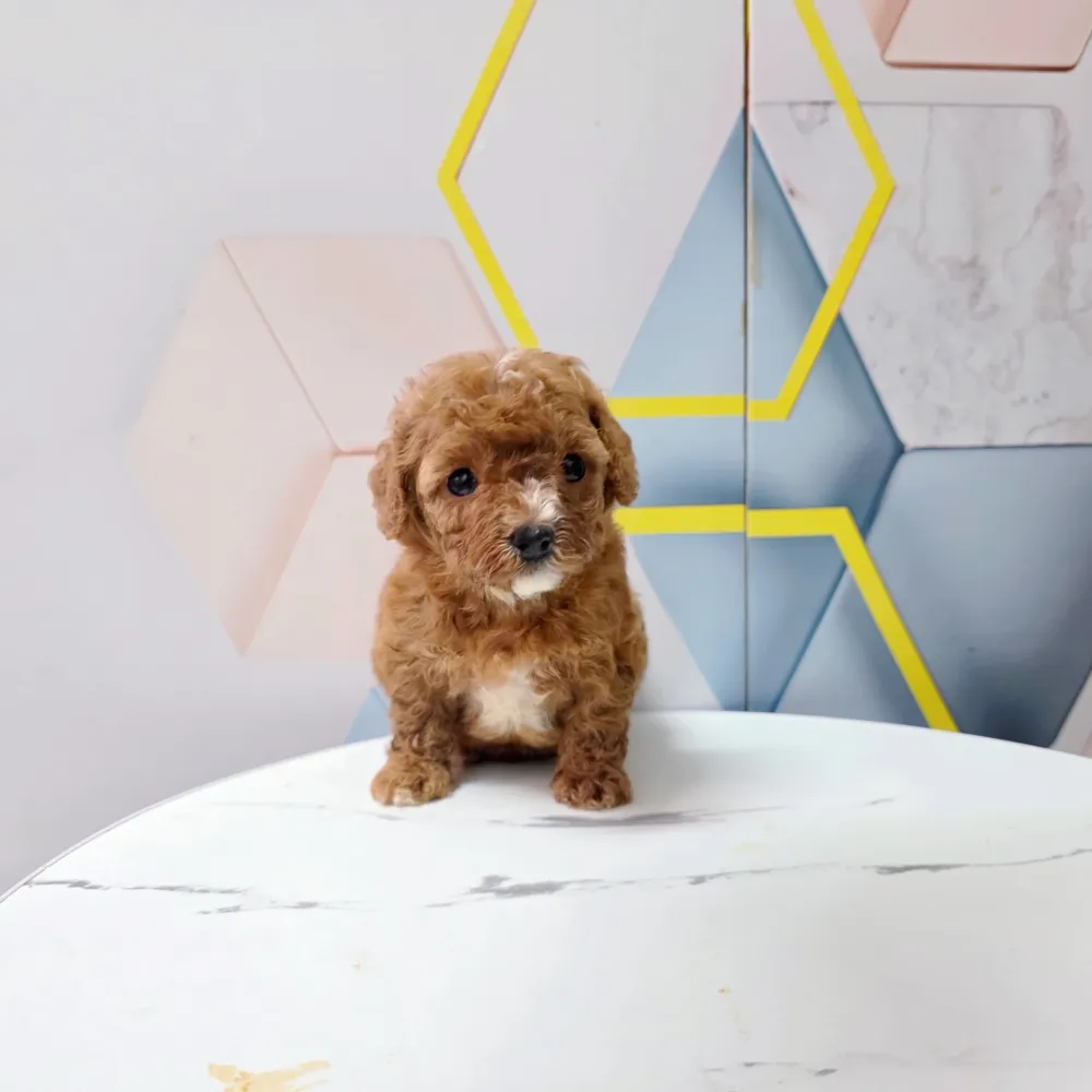 貴賓犬寶寶 Poodle
