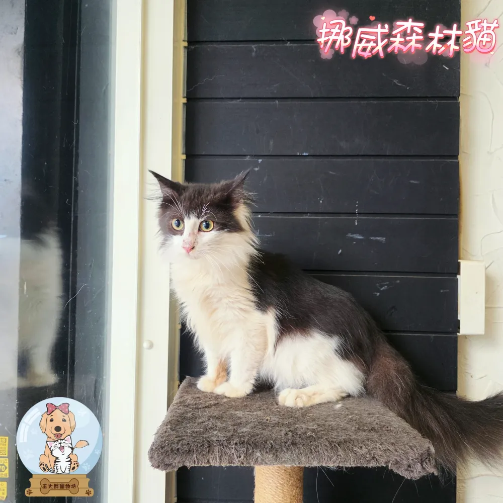 挪威森林貓