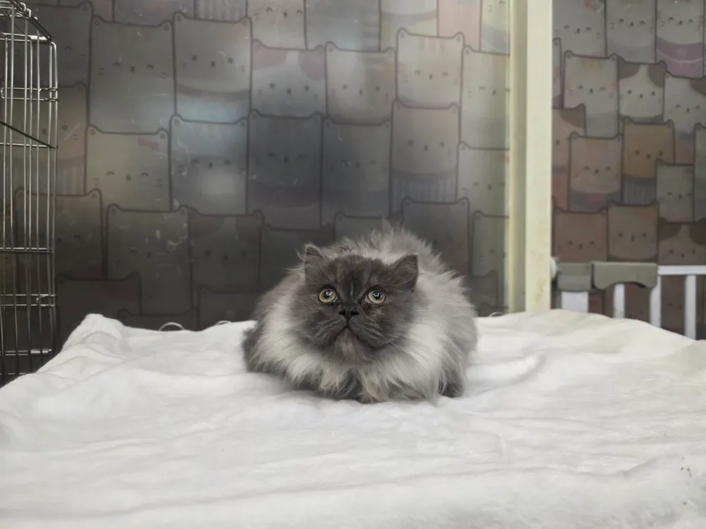 小步舞曲貓 Minuet Cat