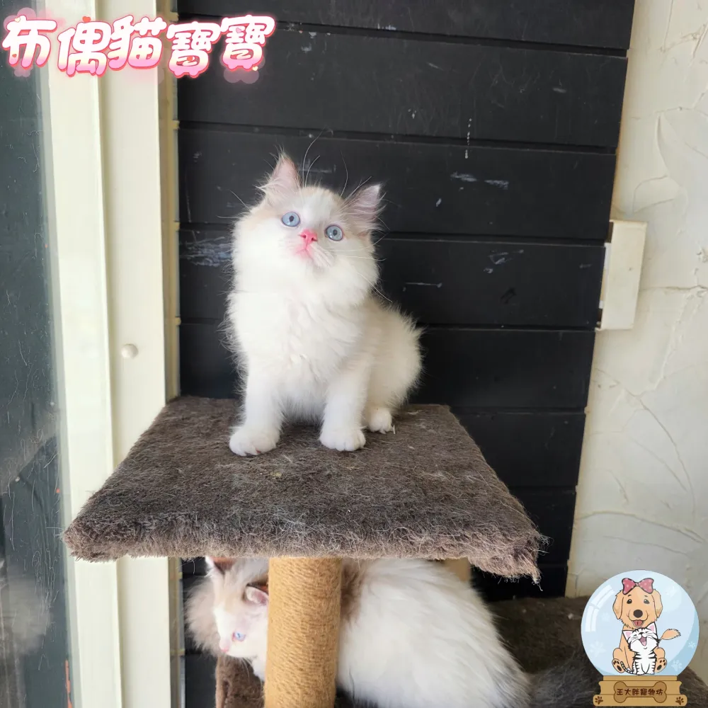布偶貓寶寶 Ragdoll