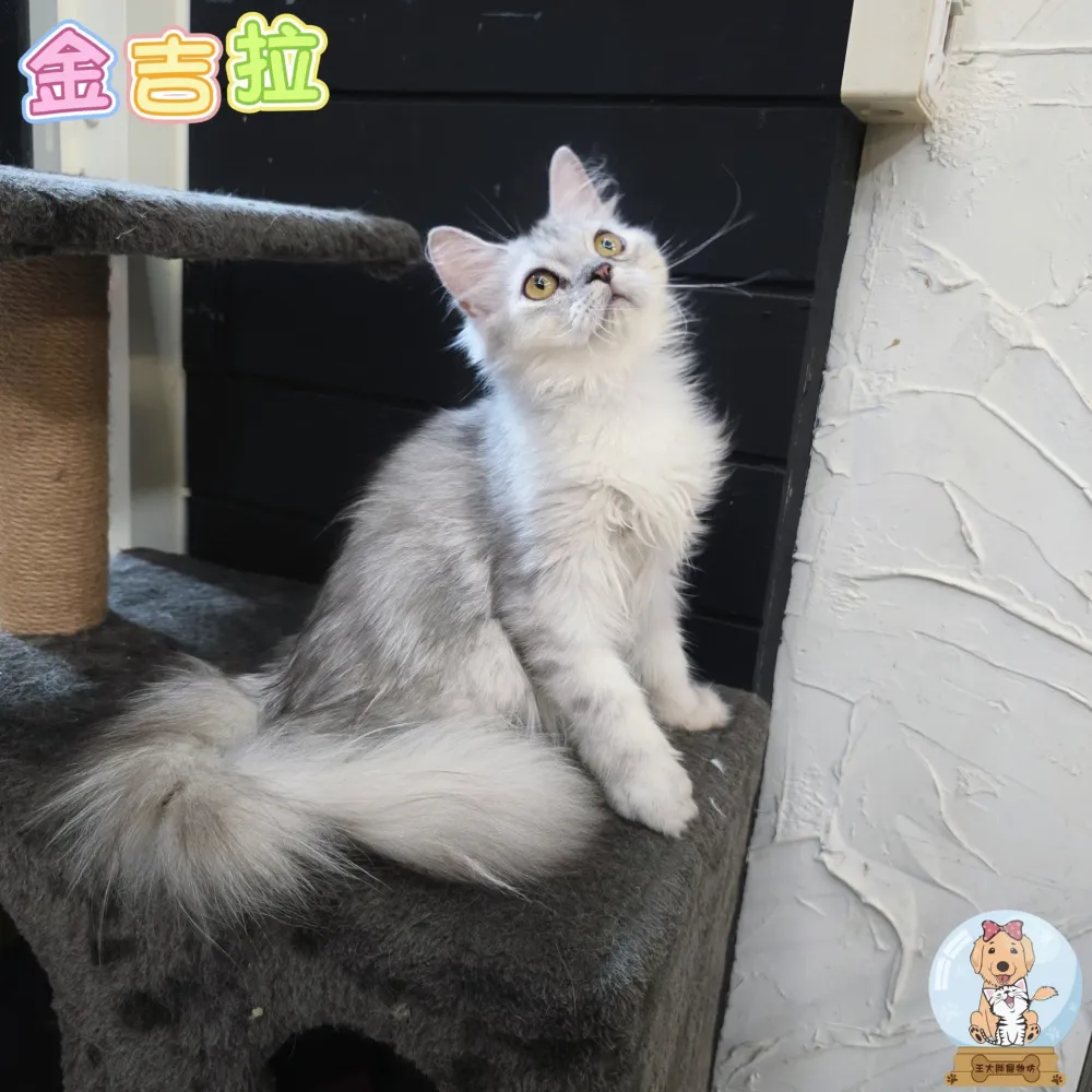 金吉拉寶寶 Chinchilla Cat
