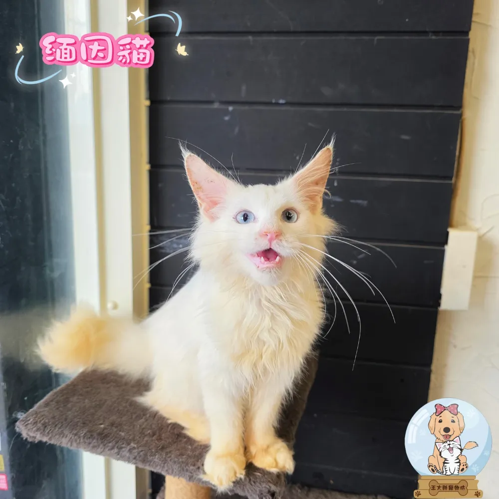緬因貓寶寶 Maine Coon