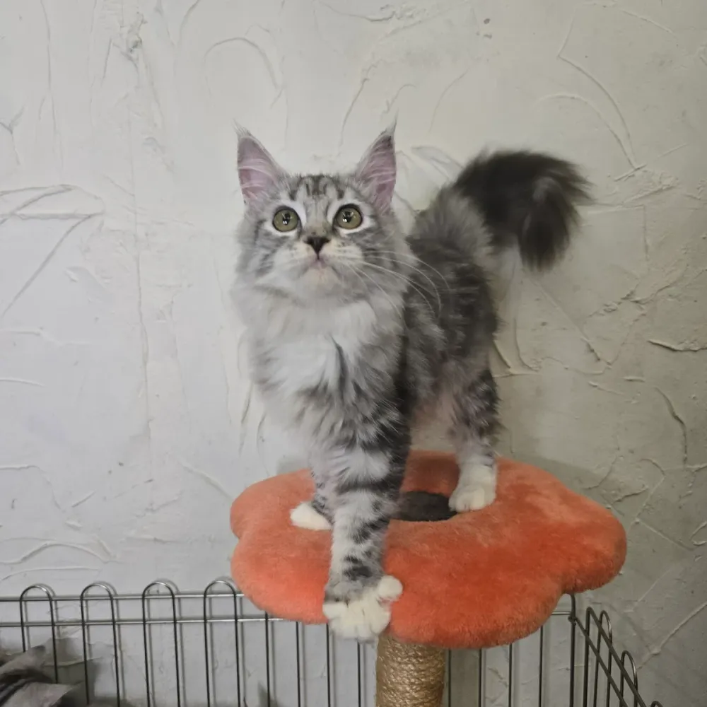 美國長毛貓寶寶 American Longhair