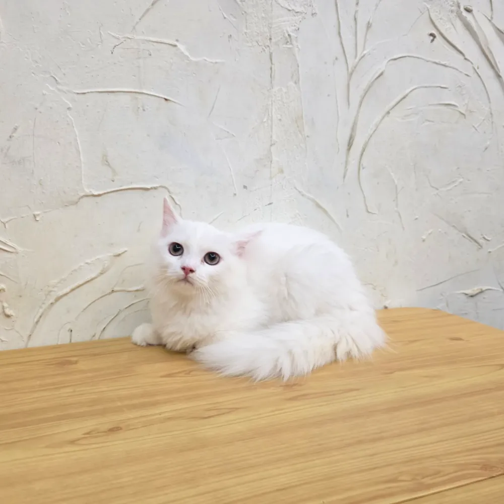 英國長毛貓寶寶 British Longhair