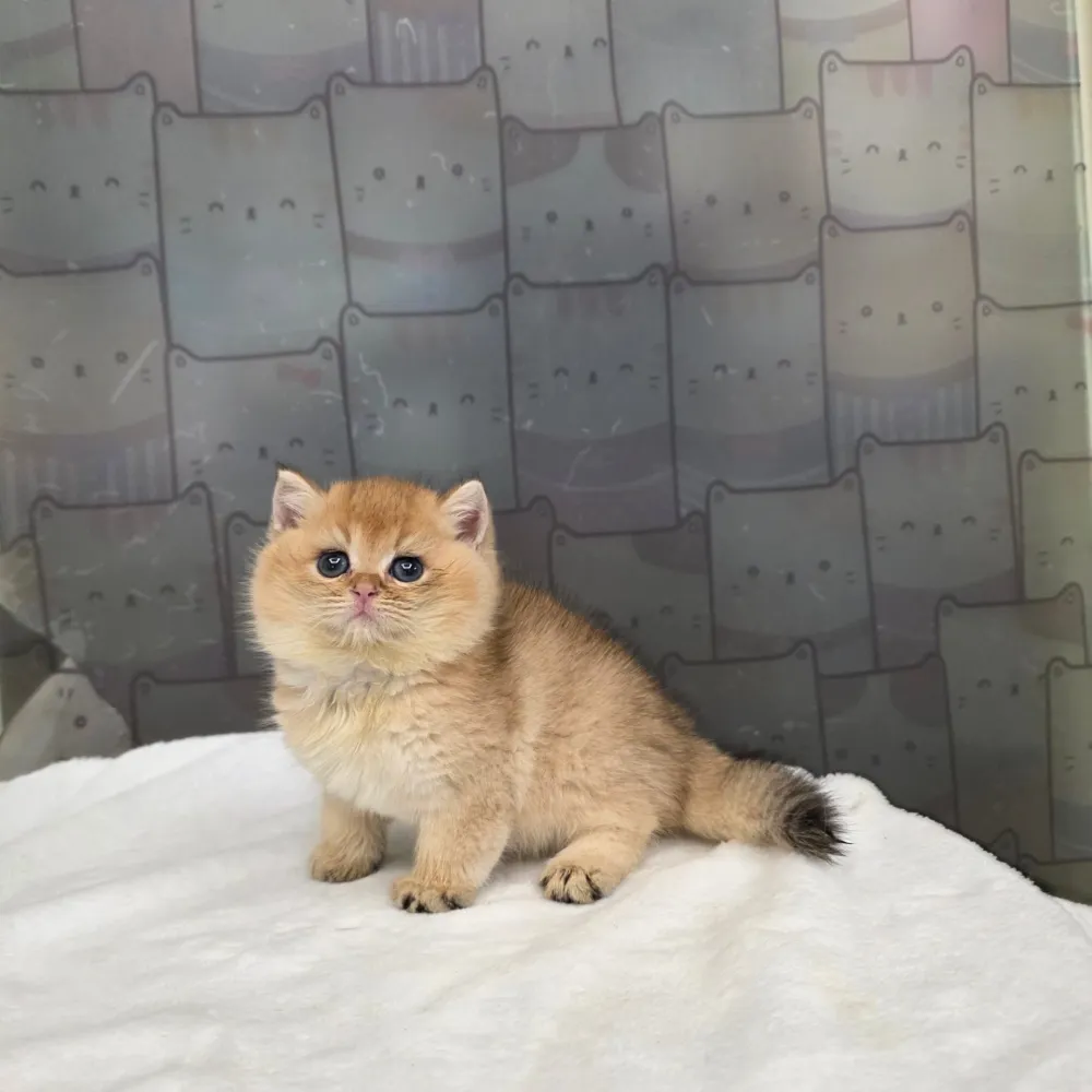 英國短毛貓 British Shorthair