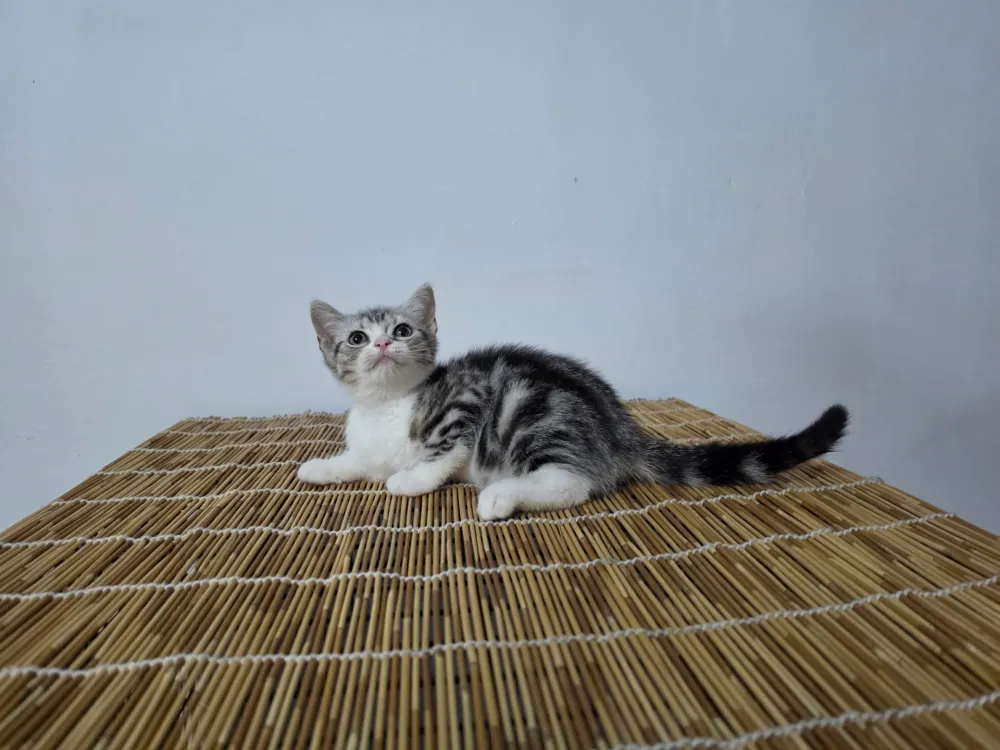 美國短毛貓 American Shorthair