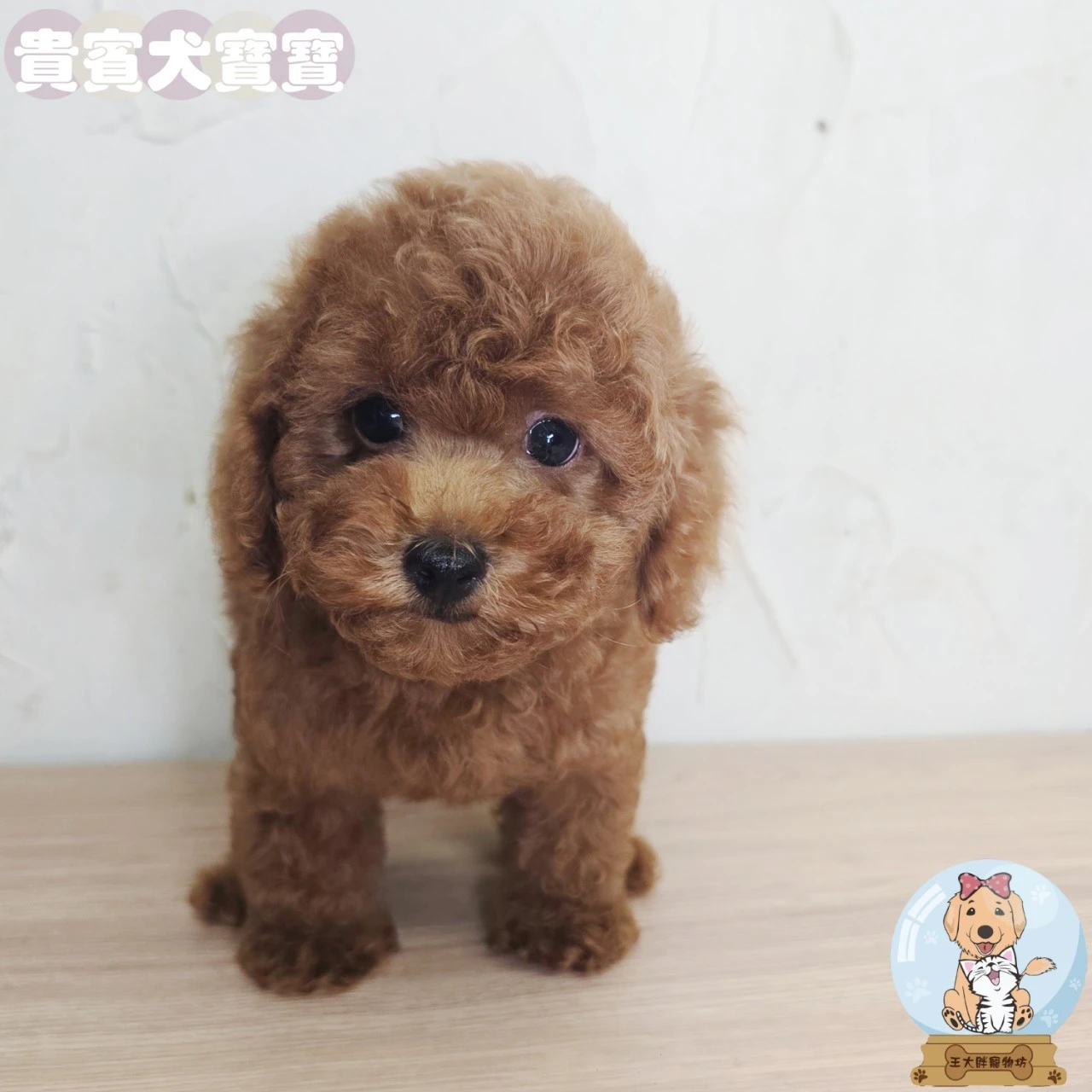 貴賓犬寶寶 Poodle
