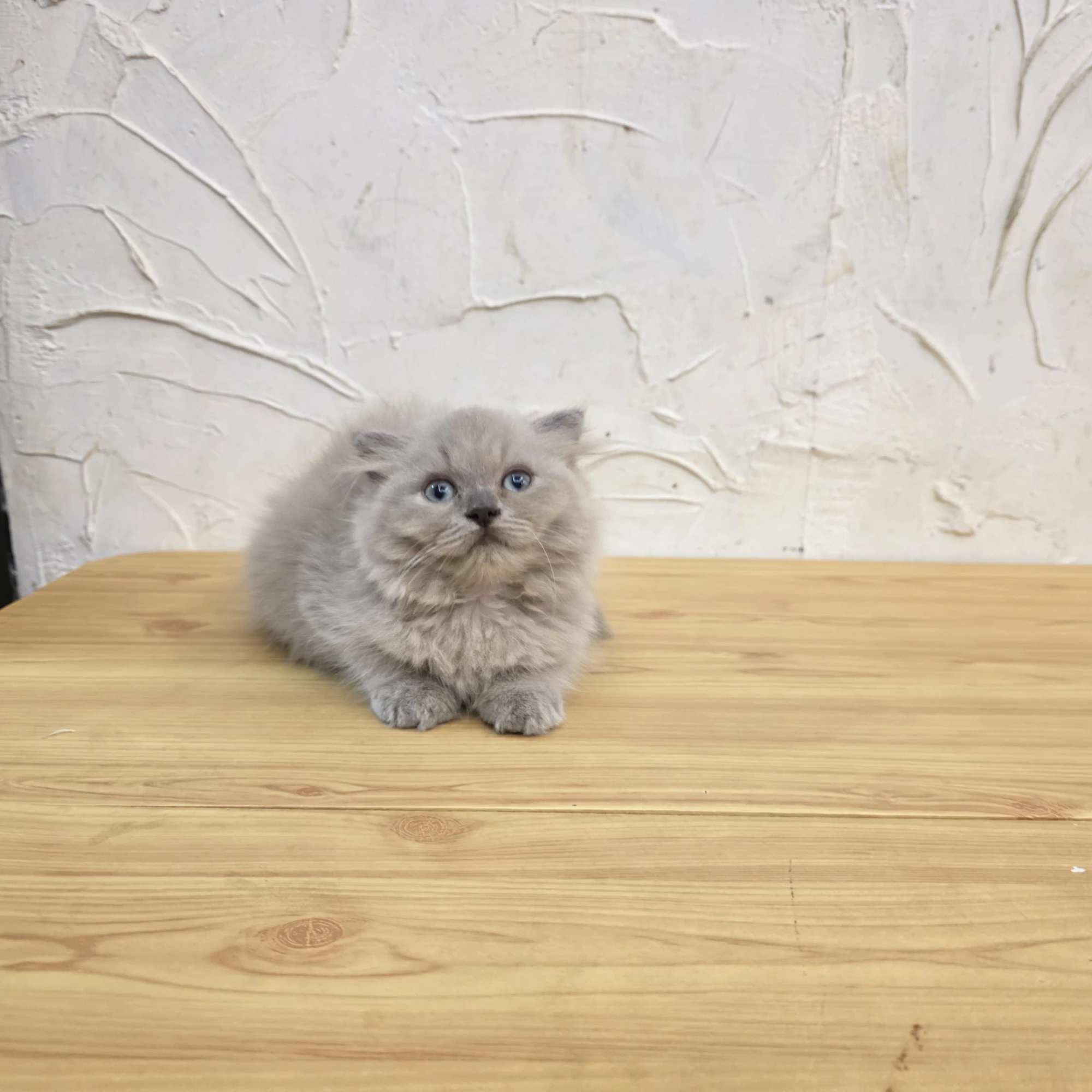 小步舞曲貓 Minuet Cat