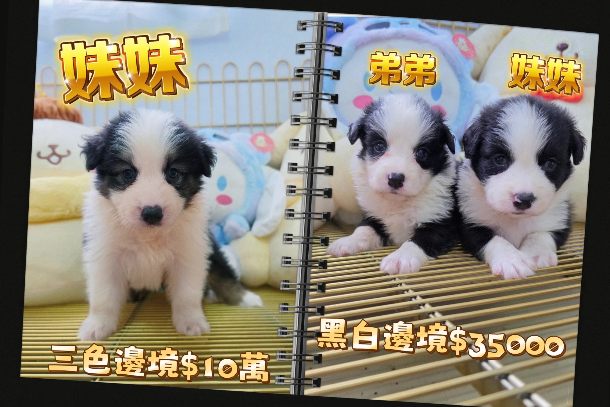 邊境牧羊犬寶寶 Border Collie