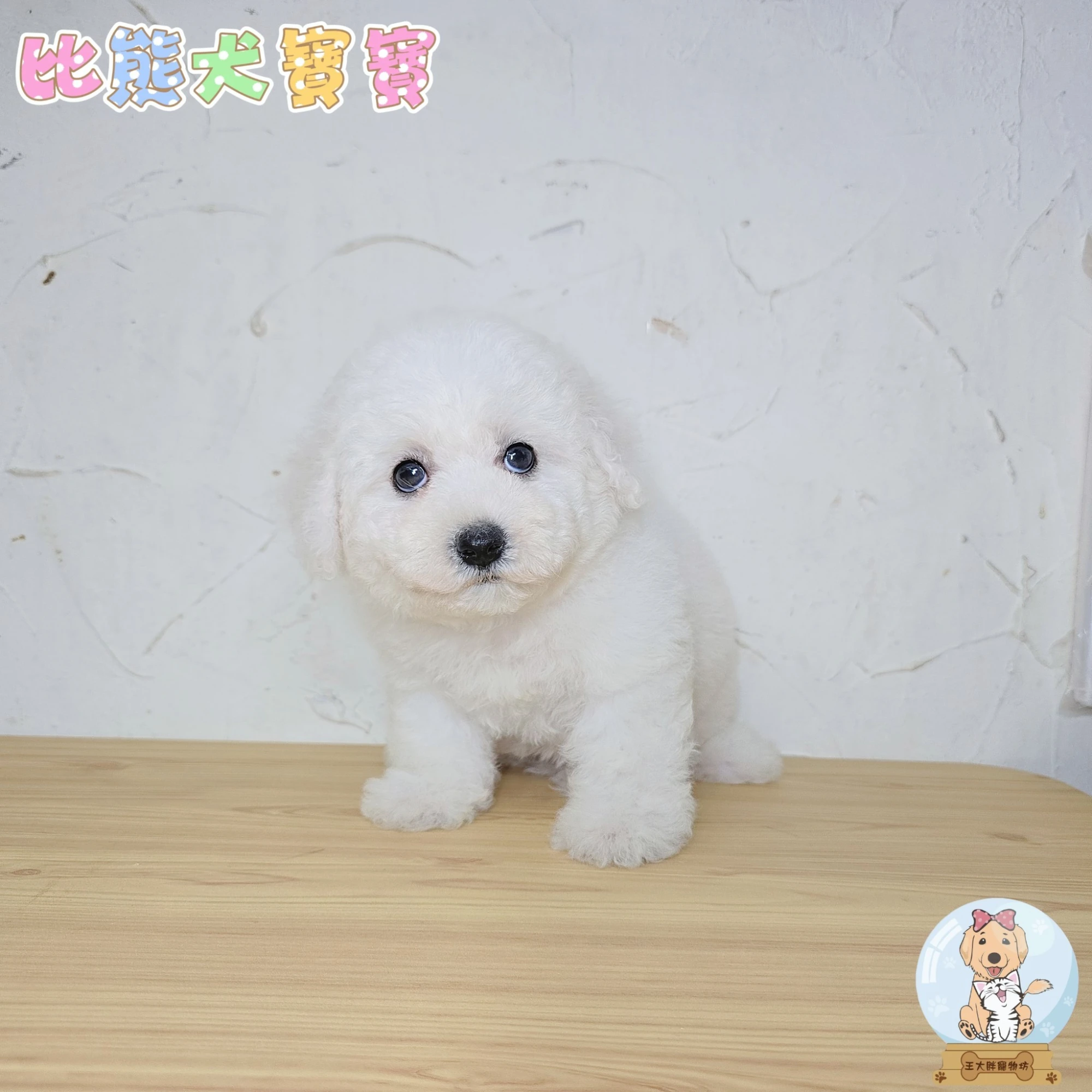 比熊犬寶寶 Bichon Frise