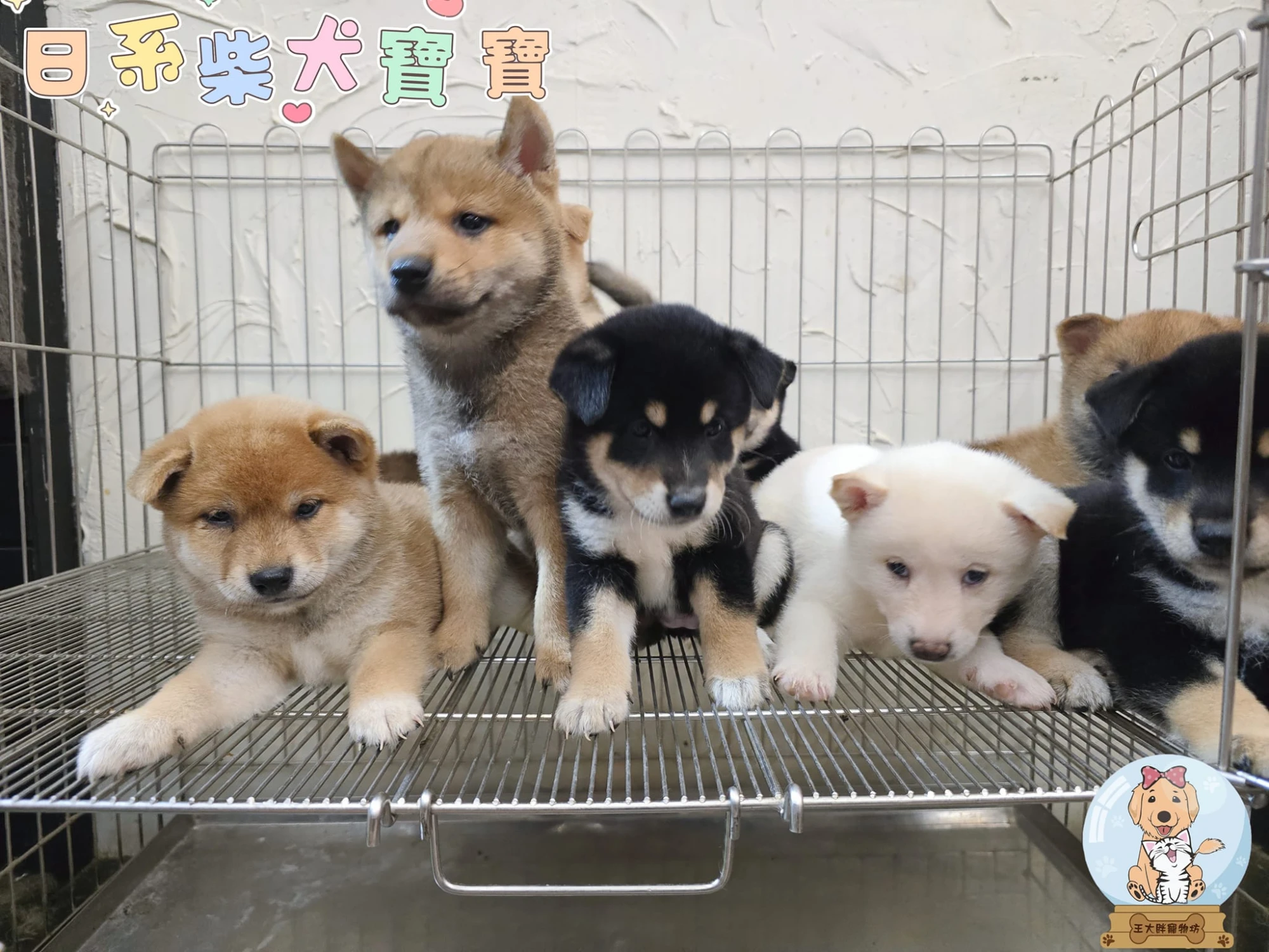日系柴犬寶寶 Shiba Inu