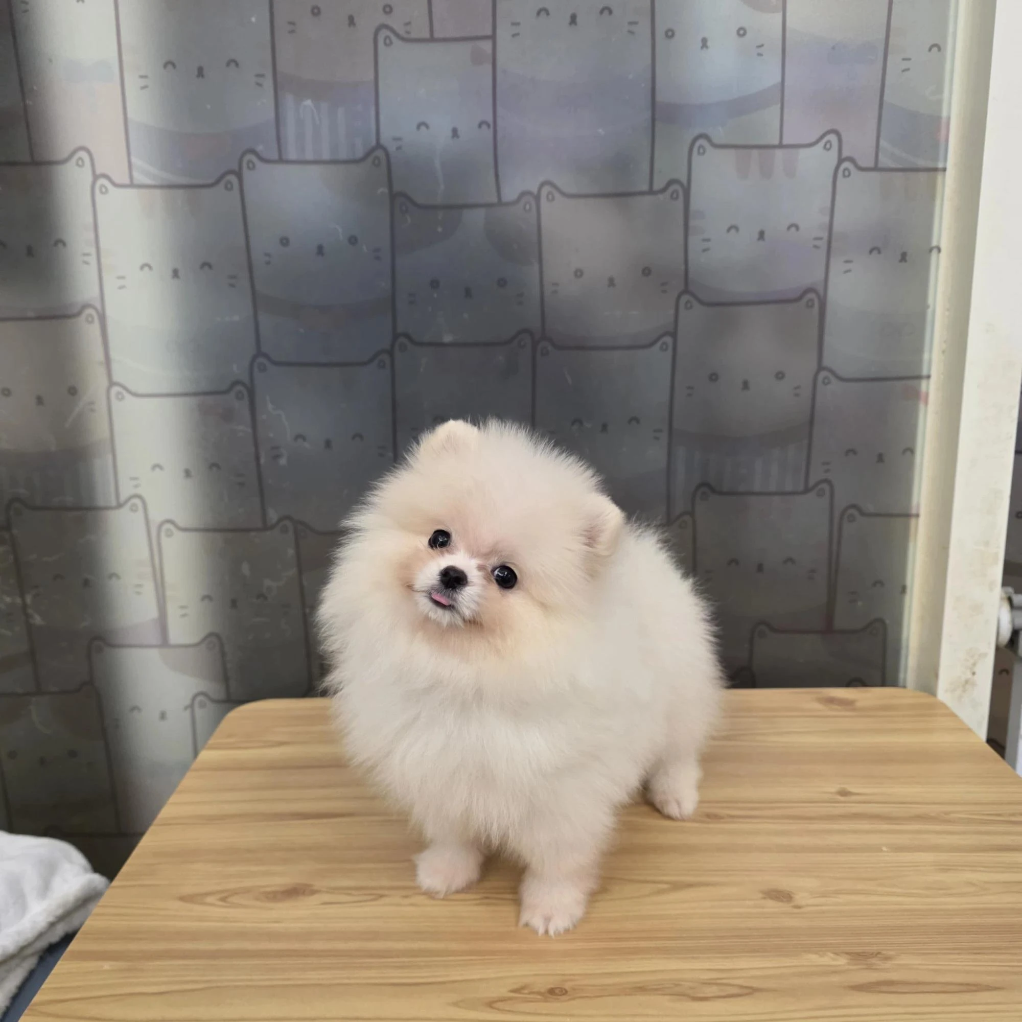 博美寶寶 Pomeranian
