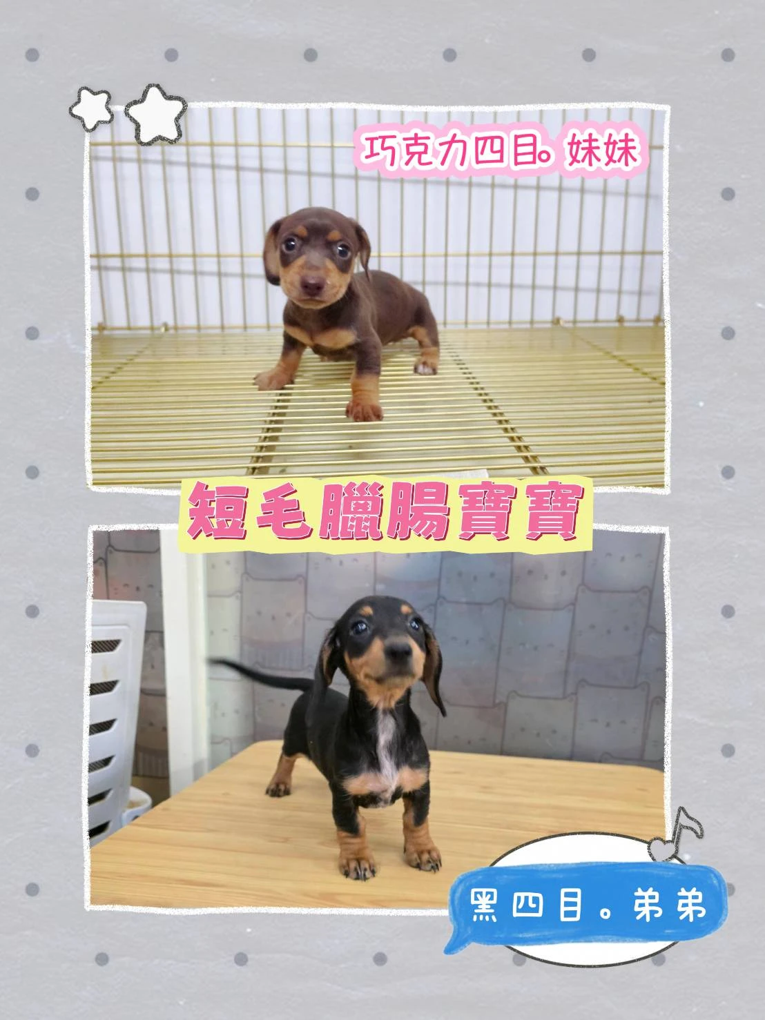 迷你短毛臘腸寶寶 Short-haired Dachshund