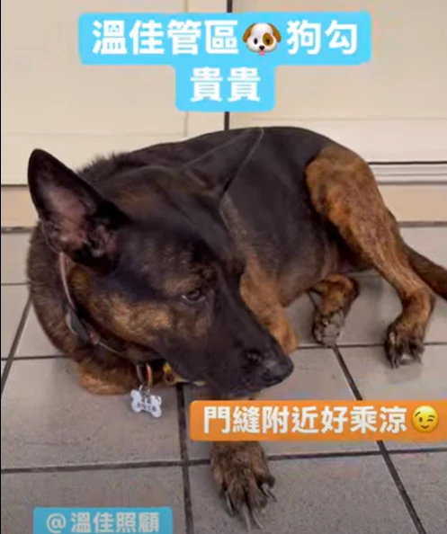 【溫佳新鮮事｜溫佳管區巡守犬富貴】 #彰化長照機構 #員林長照機構 #長照3.0 #長照服務