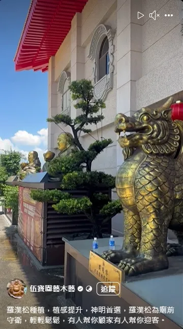 羅漢松種植，植感提升