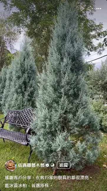 感謝客戶分享，種植藍冰黃冰柏