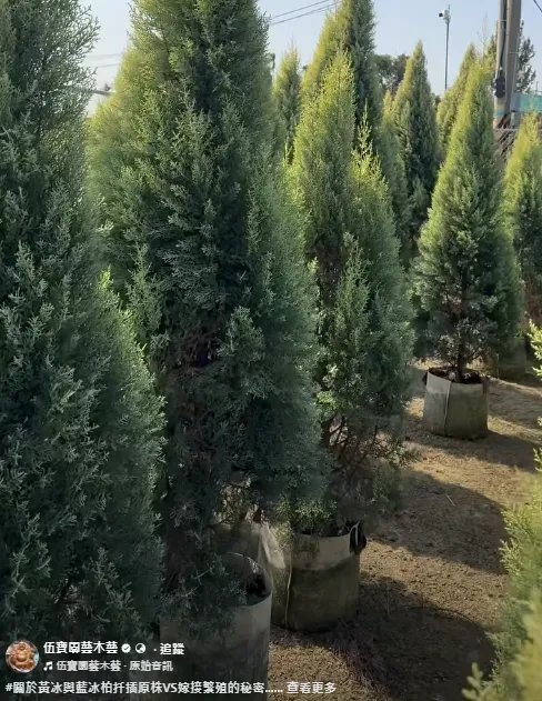 #關於黃冰與藍冰柏扦插原株VS嫁接繁殖的秘密