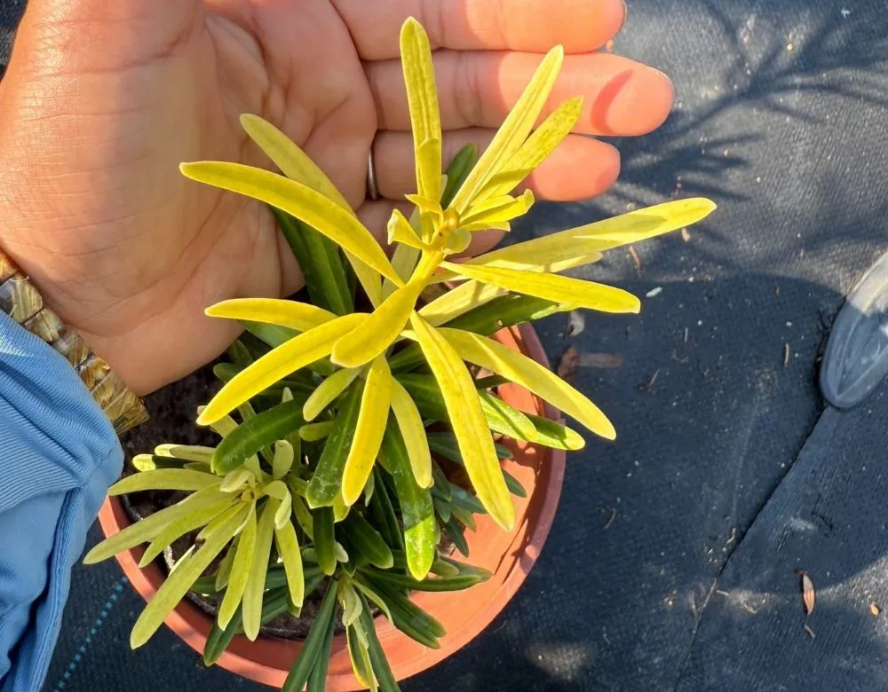 黃芽系列-黃金鑽(黃半年)
