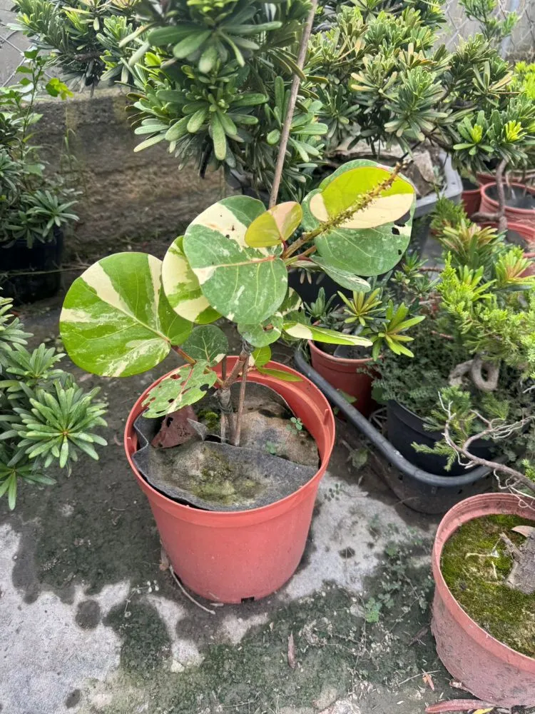 斑葉海葡萄