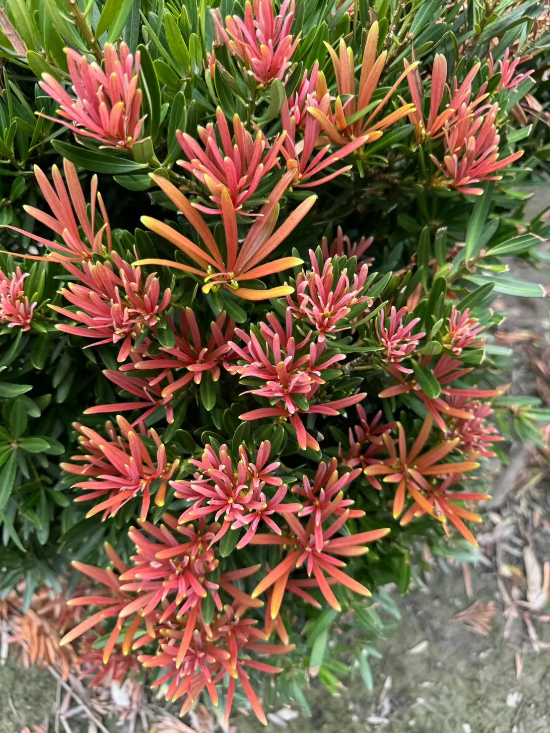 紅芽系列-四季紅