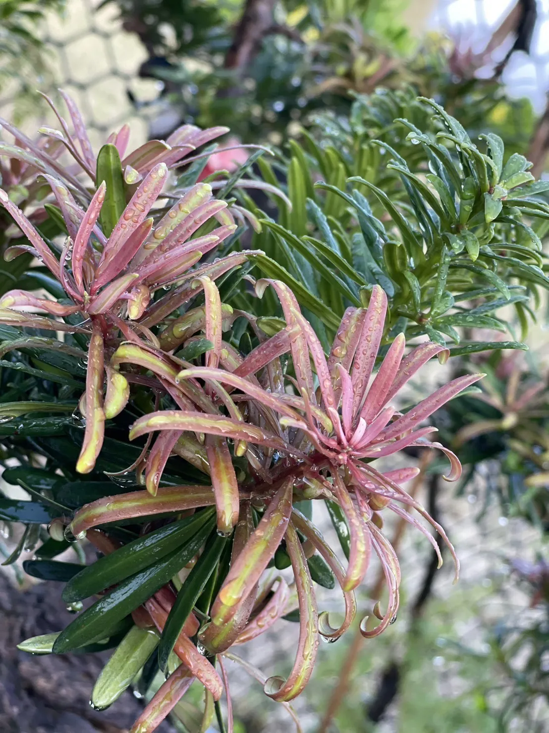 紫芽系列-玫瑰紅(鶴頂紅)5吋盆
