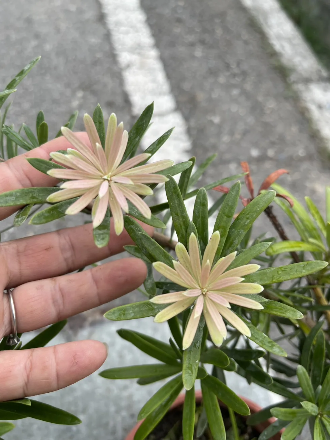 紫芽系列-紫薰衣(南菲紫芽)